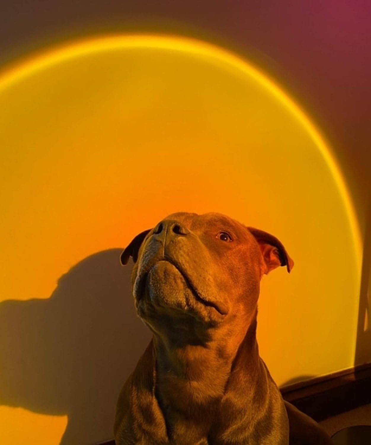 SPDROPEZONE dropshipping platform